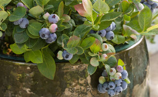 Blueberry - Pink Icing